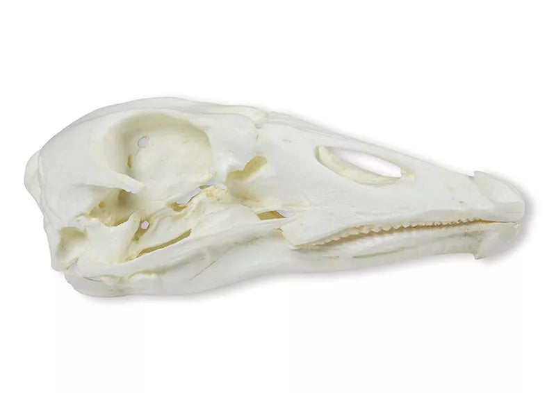 Replica Skull Domestic Goose (Anser spec.)