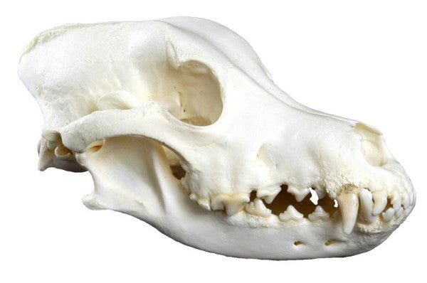 Canine Skull (Large)