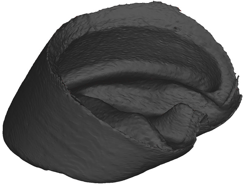 3D Printed Equine Hoof Capsule