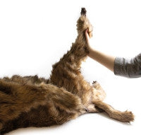 "Rocky" Canine Positioning Manikin