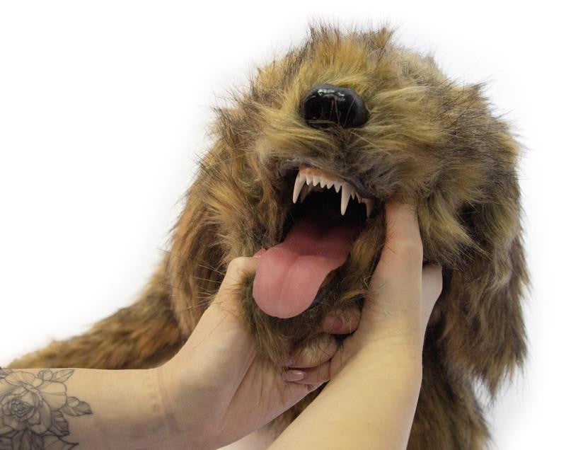 "Rocky" Canine Positioning Manikin