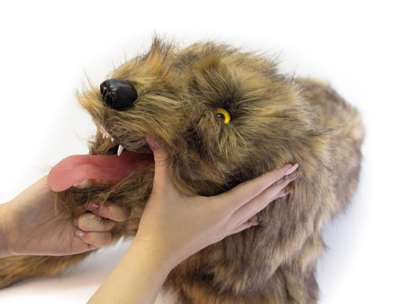 "Rocky" Canine Positioning Manikin