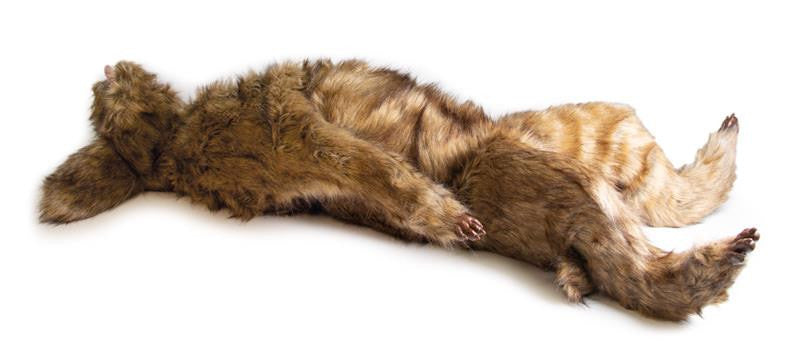 "Rocky" Canine Positioning Manikin