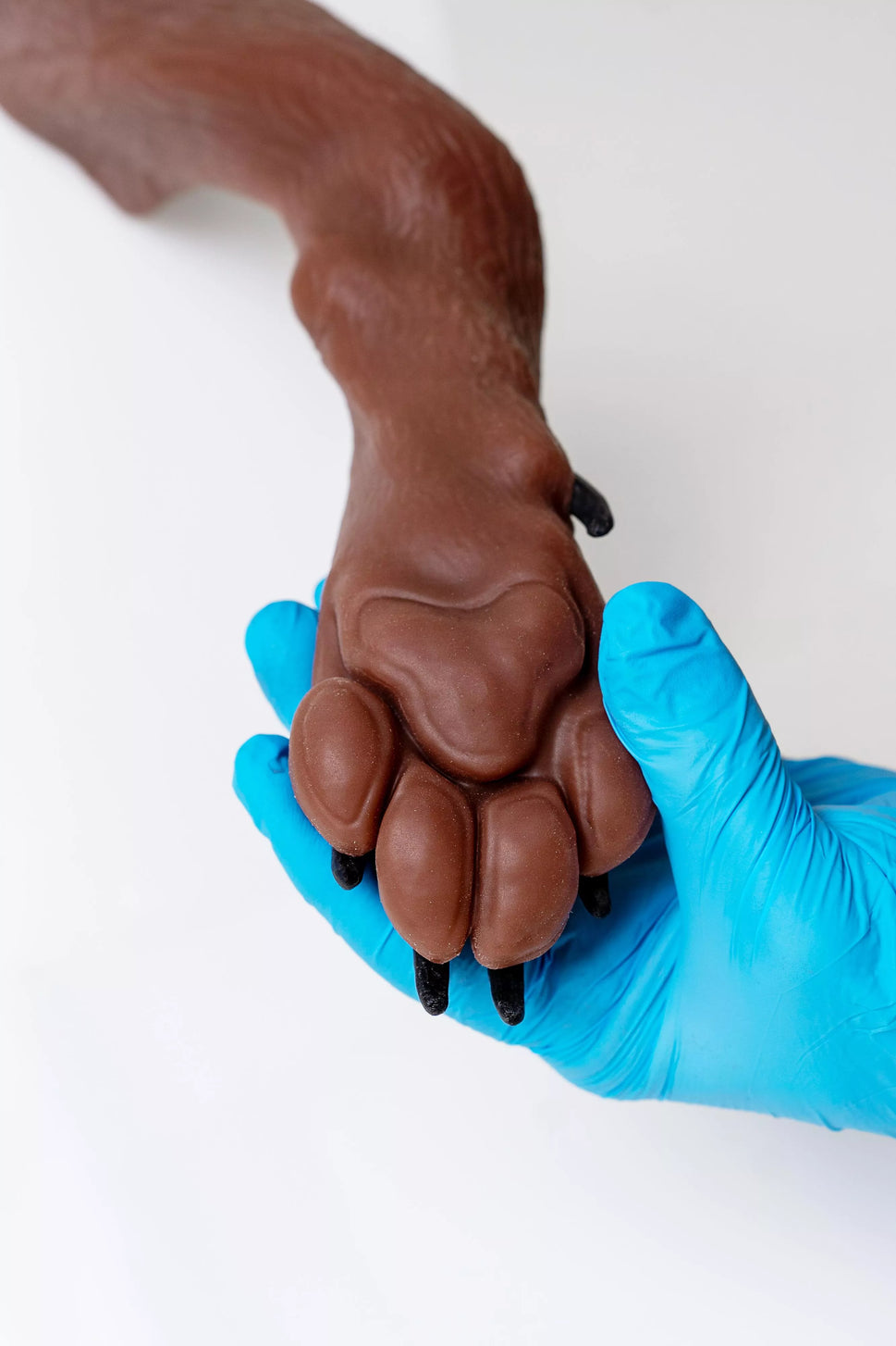 Canine Claw Trimming Trainer