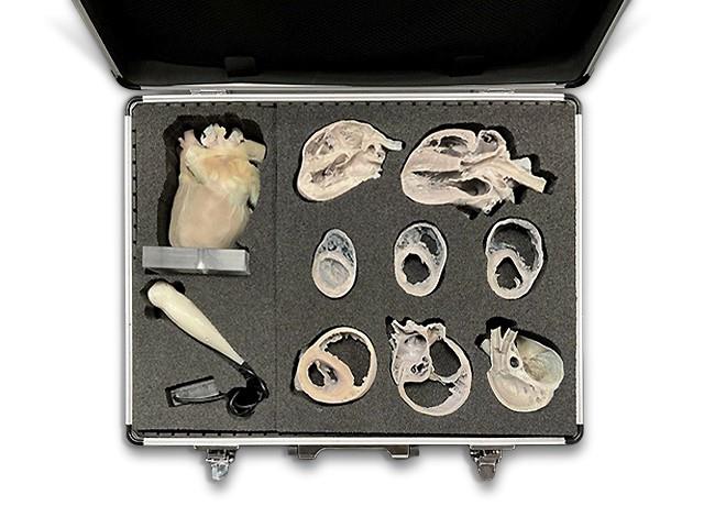 Canine Echocardiography Kit