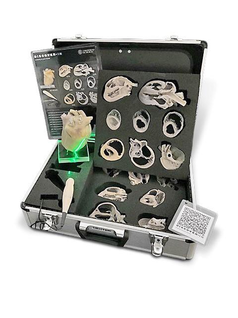 Canine Echocardiography Kit