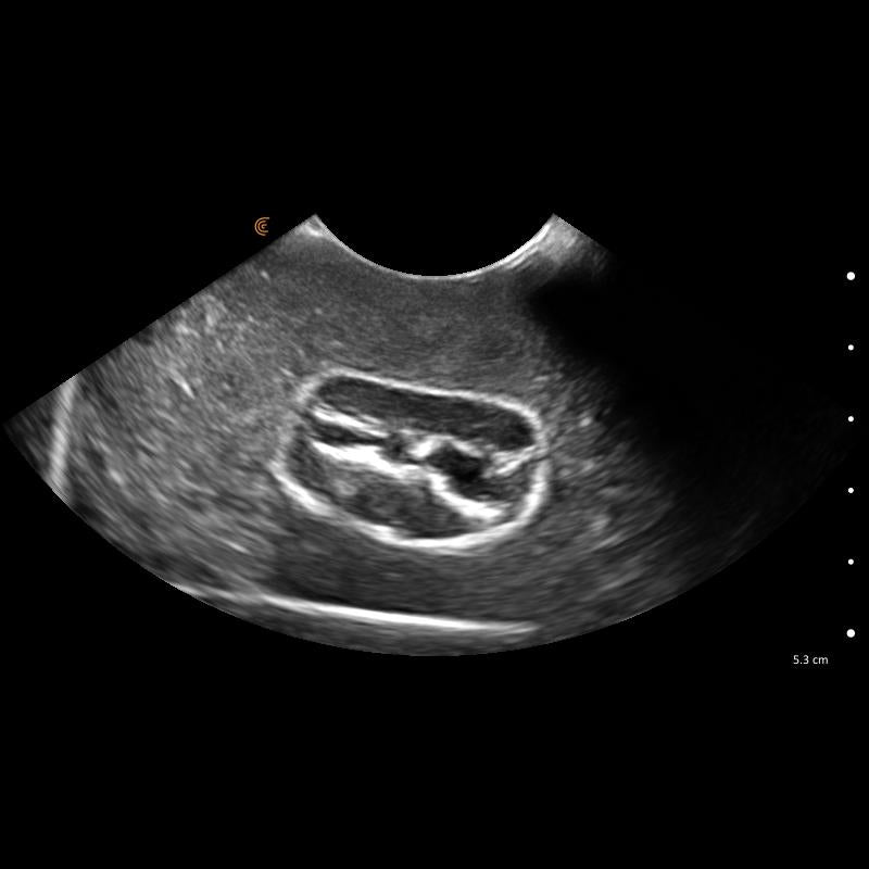 'Lillie' Canine Ultrasound Phantom Training Kit