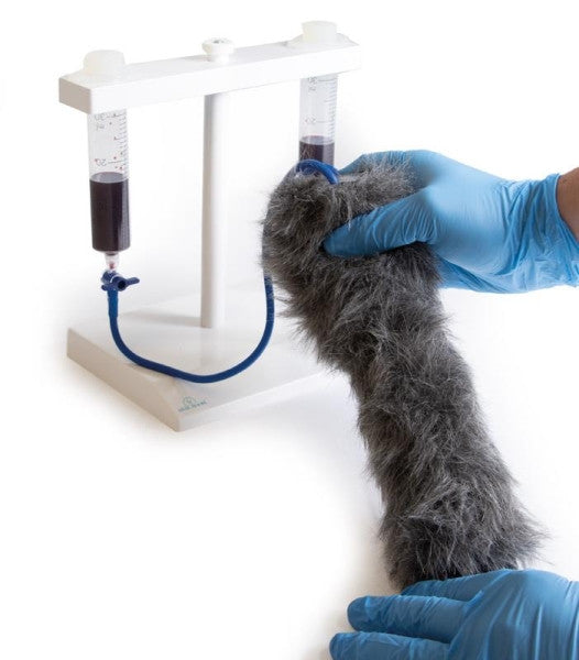 Canine IV Injection Leg