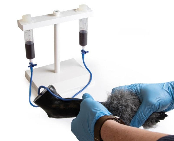 Canine IV Injection Leg