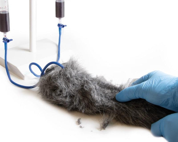 Canine IV Injection Leg