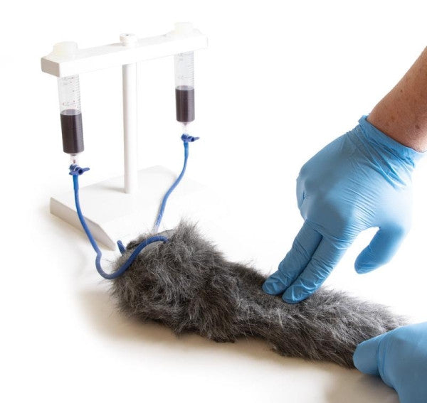 Canine IV Injection Leg