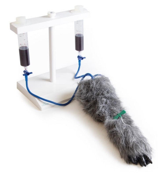 Canine IV Injection Leg