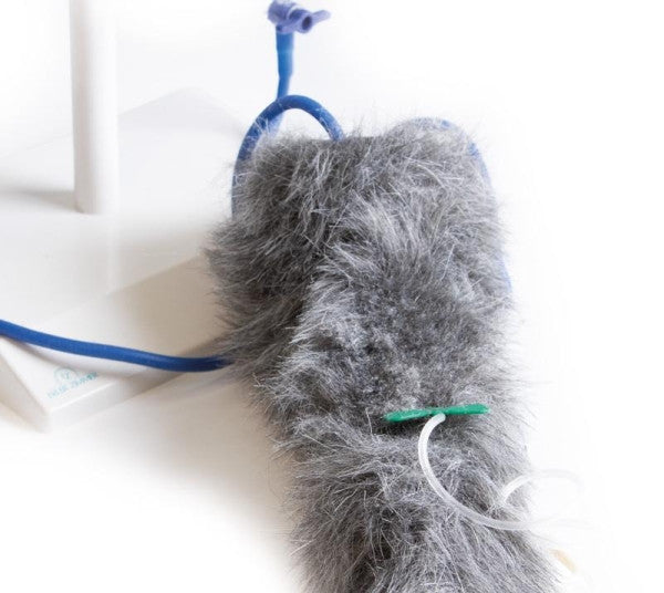 Canine IV Injection Leg