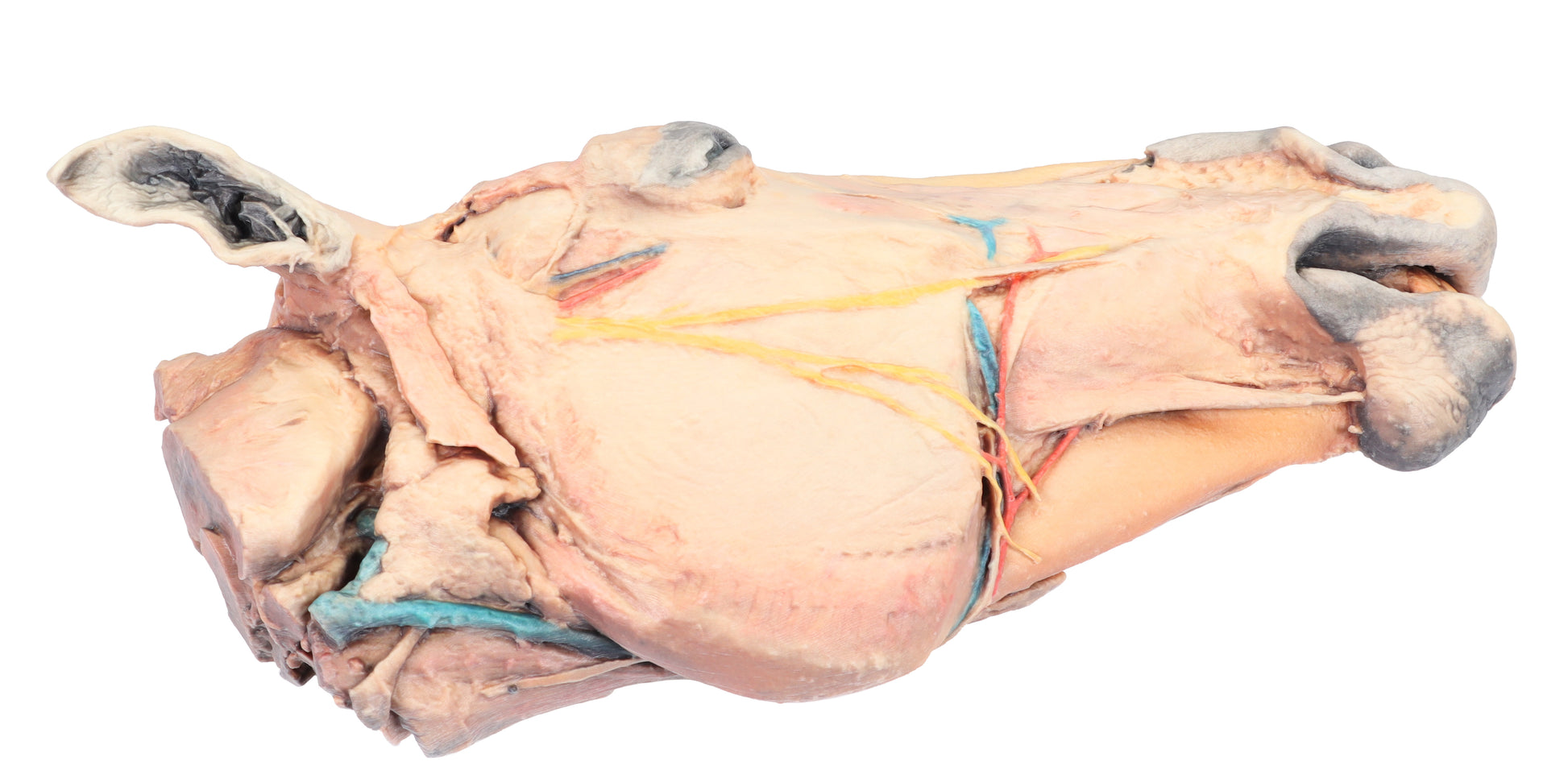 Horse Sagittal Half-head 3D Printed Model