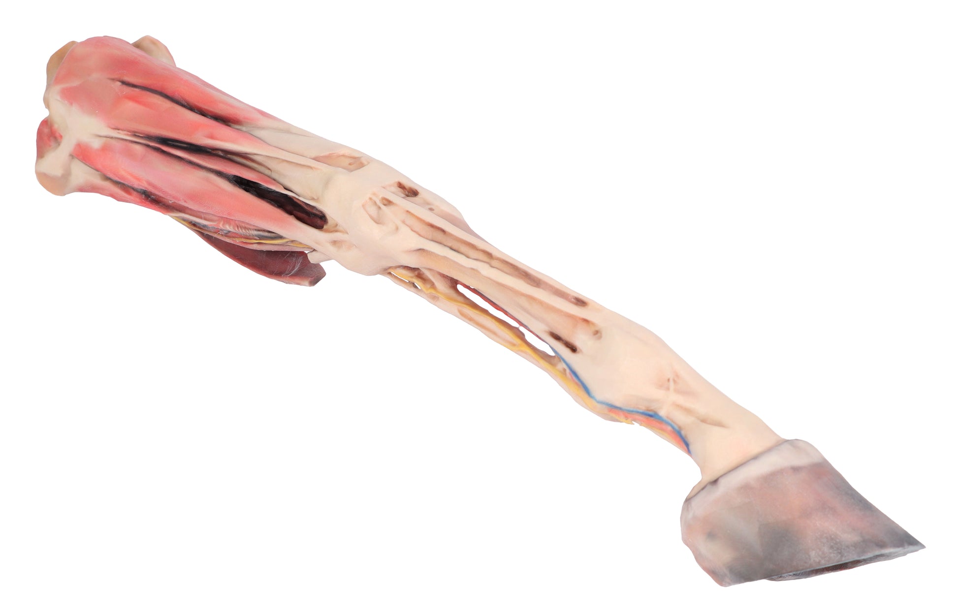 Horse Fore/Hind Limb 3D Printed Model (1/3 life size)
