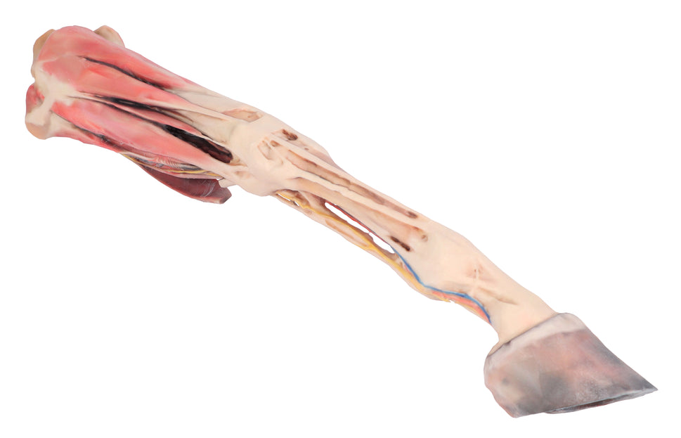Horse Fore/Hind Limb 3D Printed Model (1/3 life size)