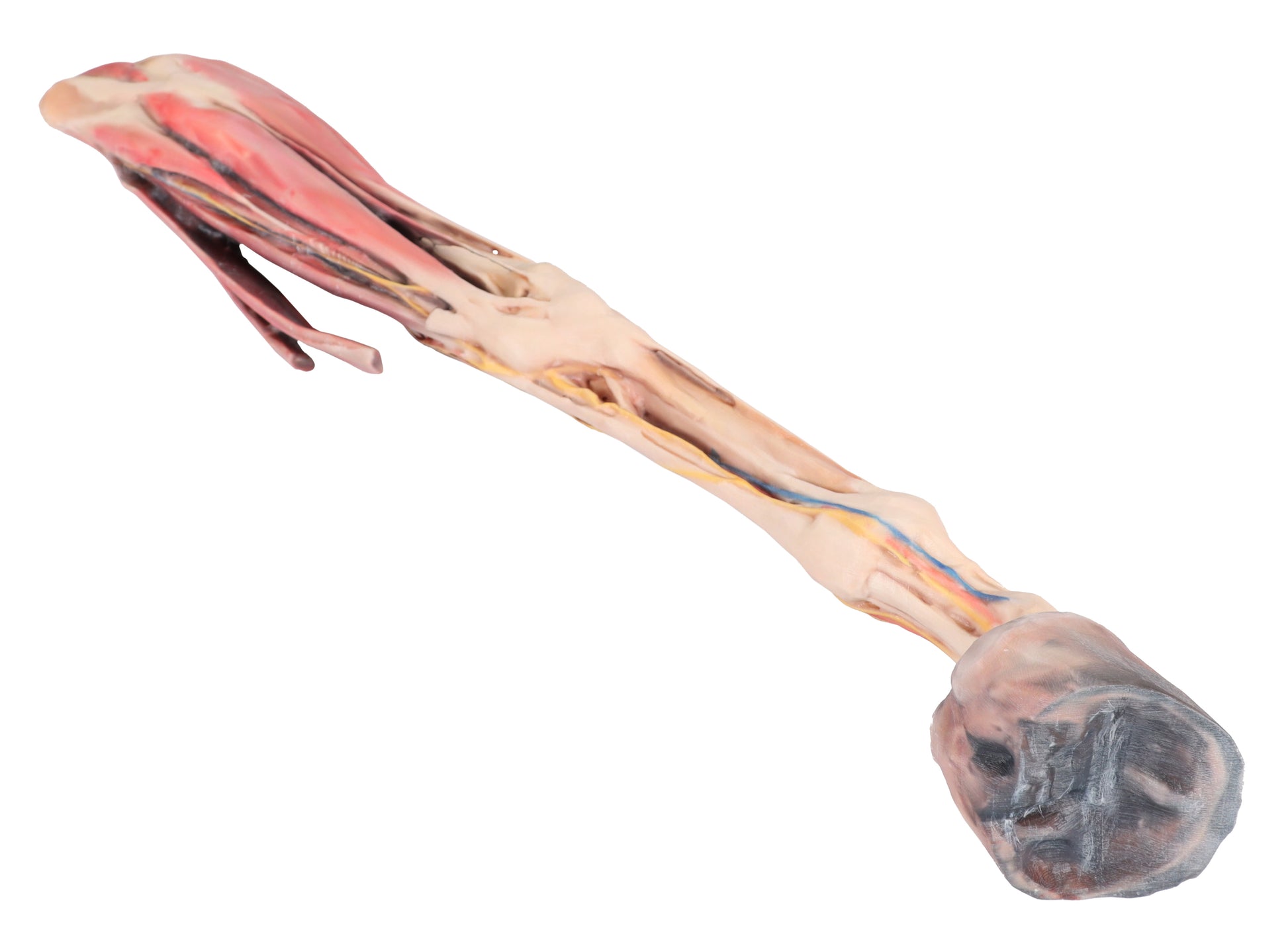 Horse Fore/Hind Limb 3D Printed Model (1/3 life size)