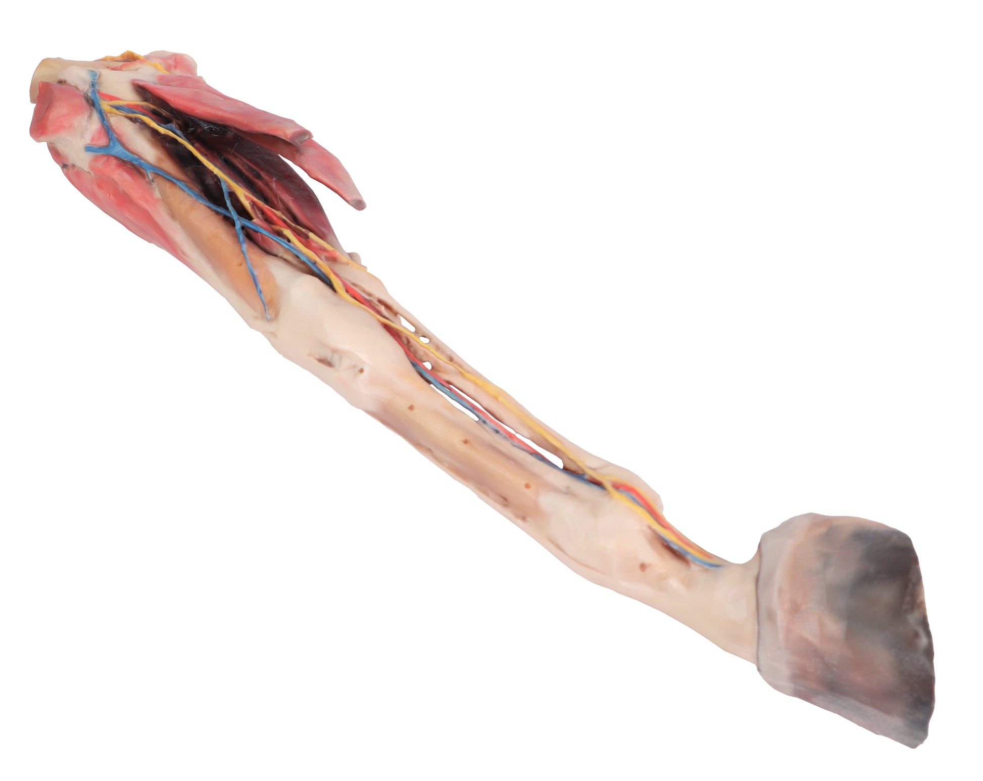 Horse Fore/Hind Limb 3D Printed Model (1/3 life size)