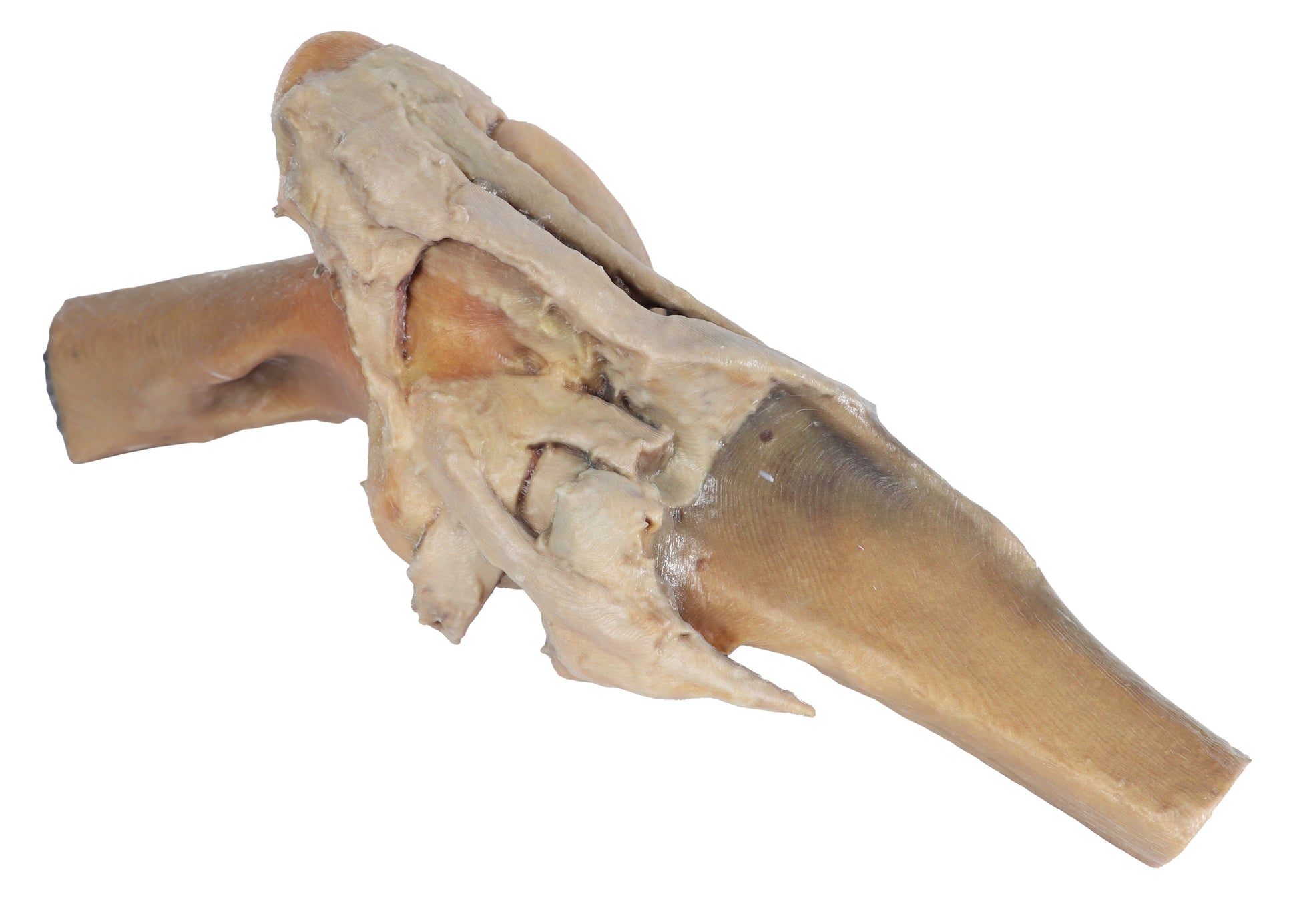 Horse Stifle Joint Dissection 3D Printed Model