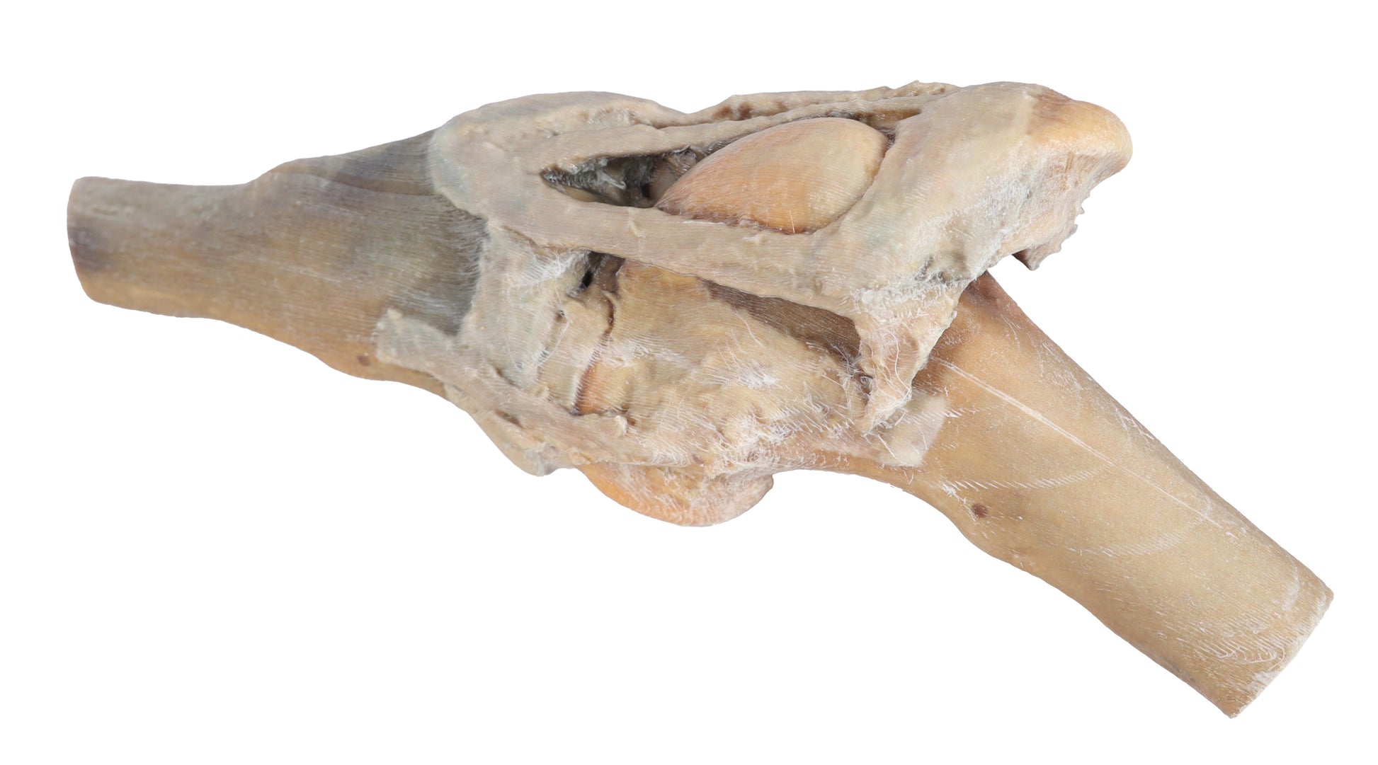 Horse Stifle Joint Dissection 3D Printed Model