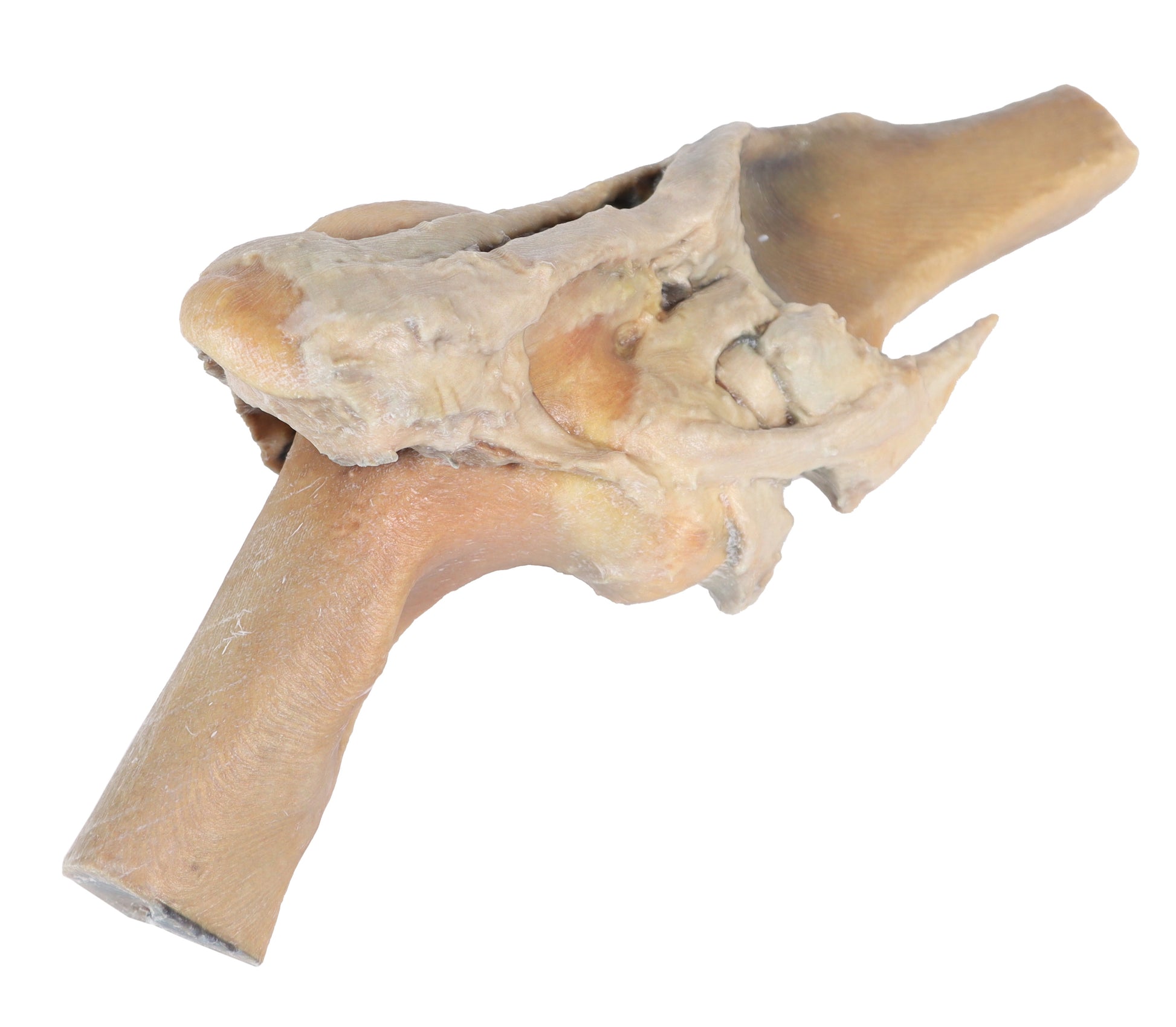 Horse Stifle Joint Dissection 3D Printed Model