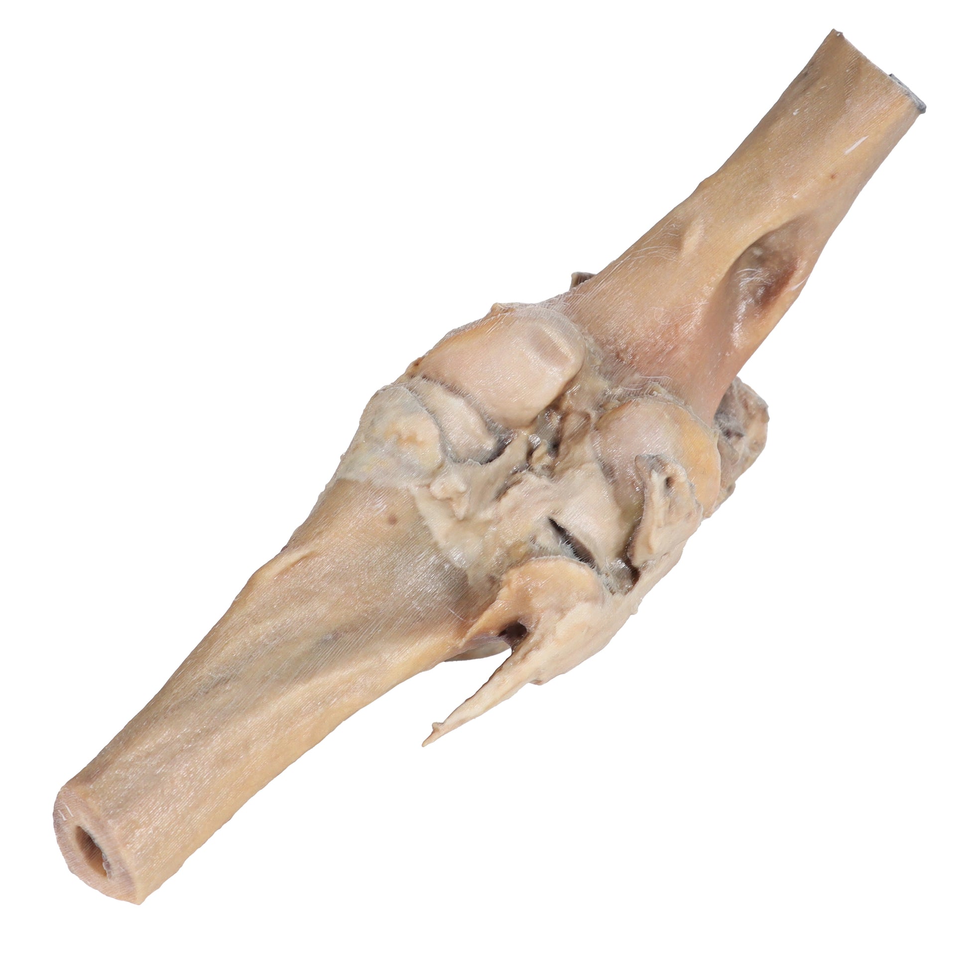 Horse Stifle Joint Dissection 3D Printed Model
