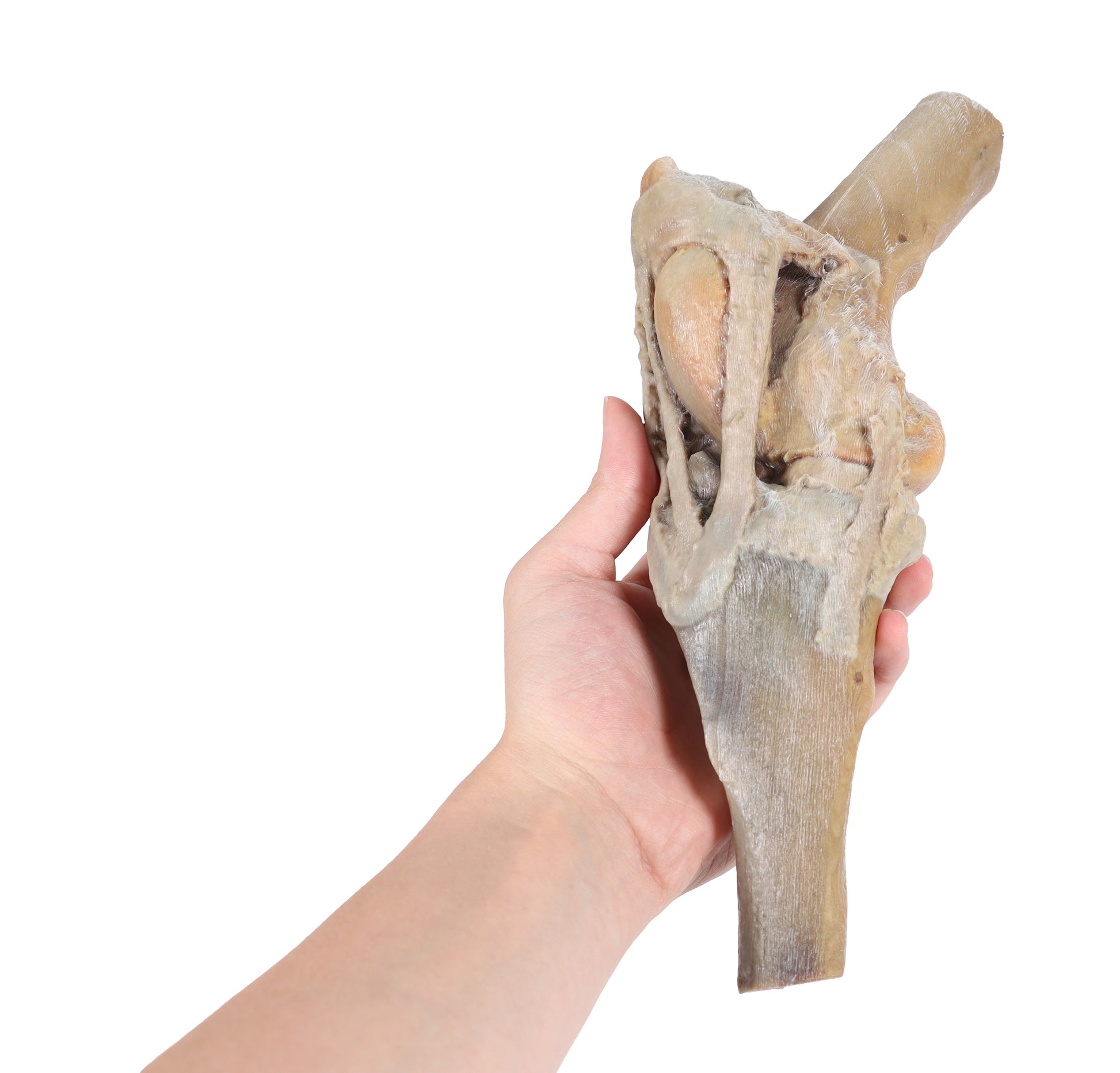 Horse Stifle Joint Dissection 3D Printed Model
