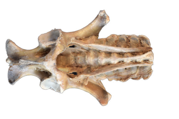 Horse Foal Pelvis Dissection with Ligaments 3D Printed Model