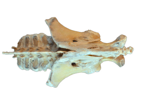 Horse Foal Pelvis Dissection with Ligaments 3D Printed Model