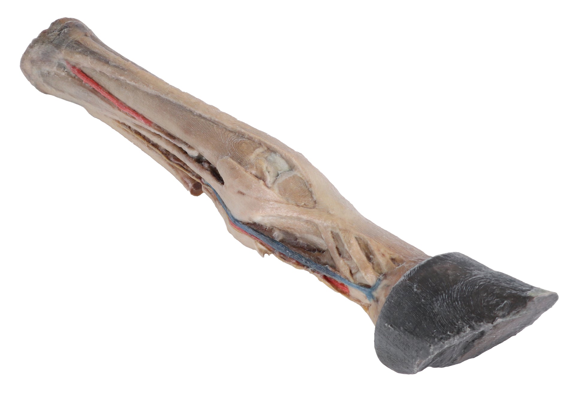 Horse Foot with Tendons, Ligaments, Vessels and Nerves 3D Printed Model (1/3 life size)