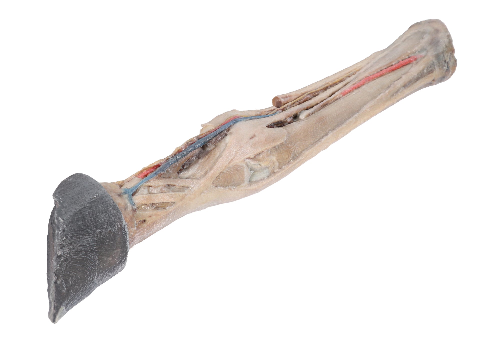 Horse Foot with Tendons, Ligaments, Vessels and Nerves 3D Printed Model (1/3 life size)