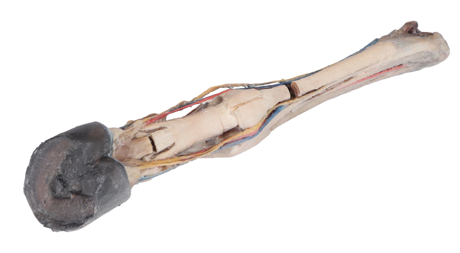 Horse Foot with Tendons, Ligaments, Vessels and Nerves 3D Printed Model (1/3 life size)