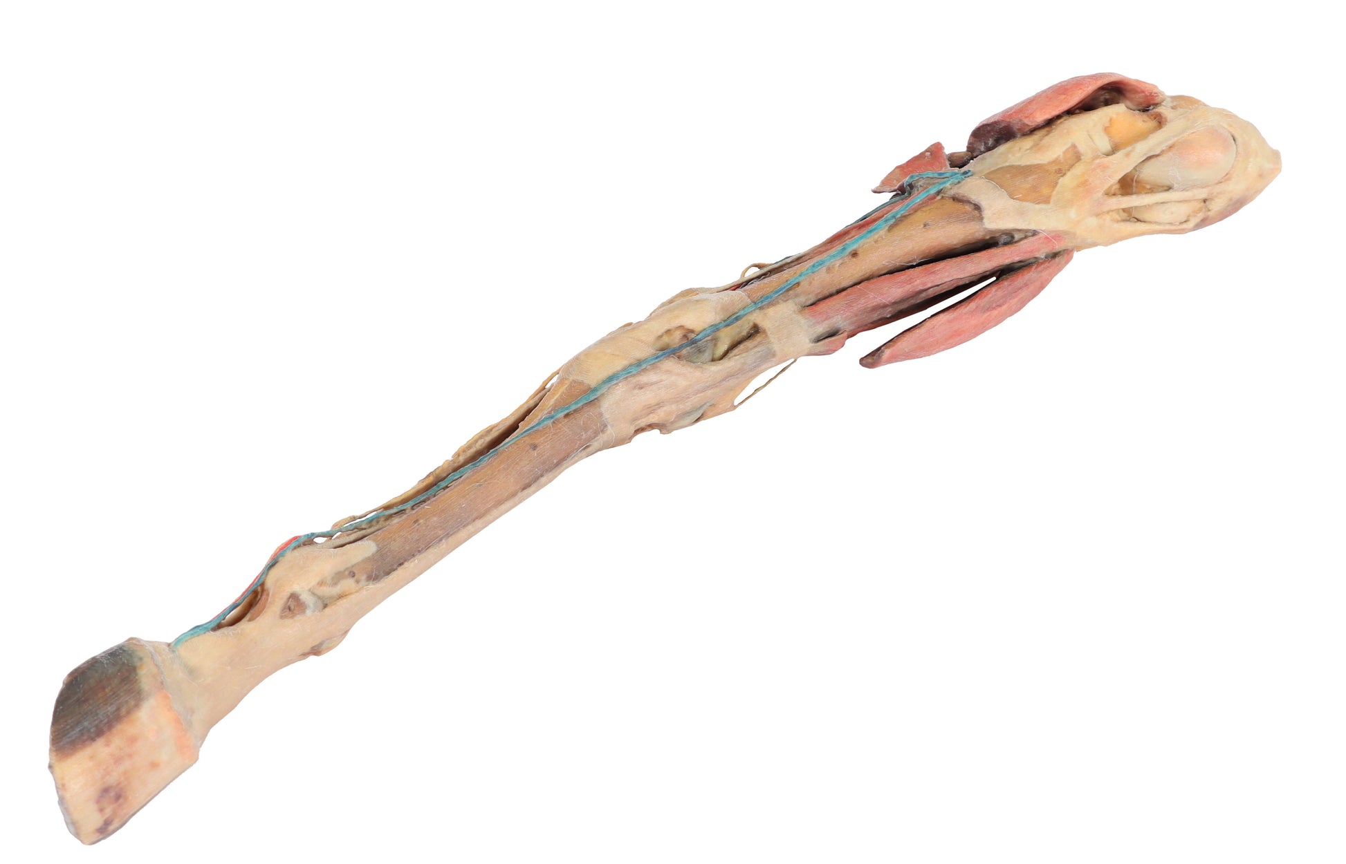 Horse Fore/Hind Limb 3D Printed Model (1/3 life size)