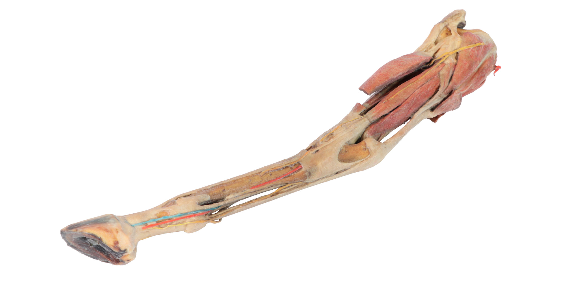 Horse Fore/Hind Limb 3D Printed Model (1/3 life size)