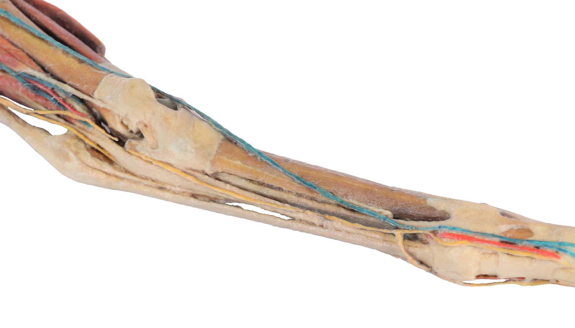 Horse Fore/Hind Limb 3D Printed Model (1/3 life size)