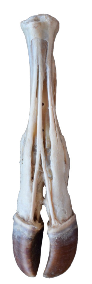 Ox Foot with Tendons and Ligaments 3D Printed Model