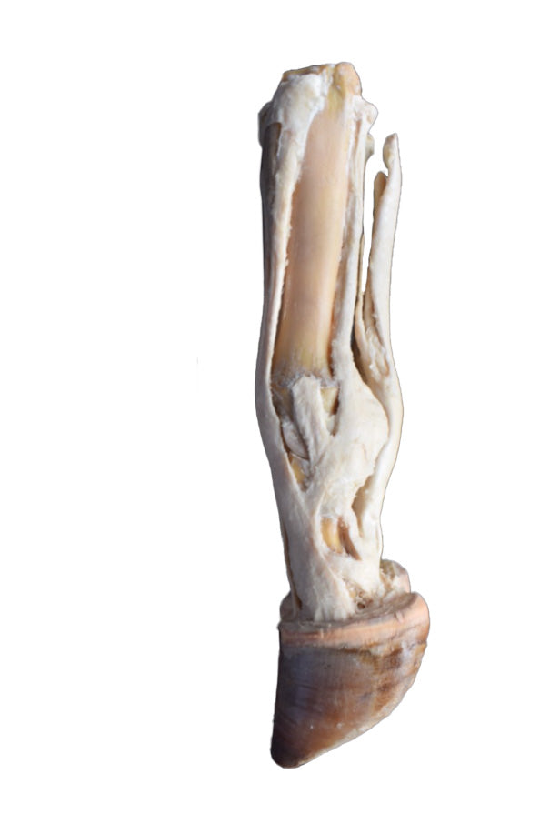 Ox Foot with Tendons and Ligaments 3D Printed Model