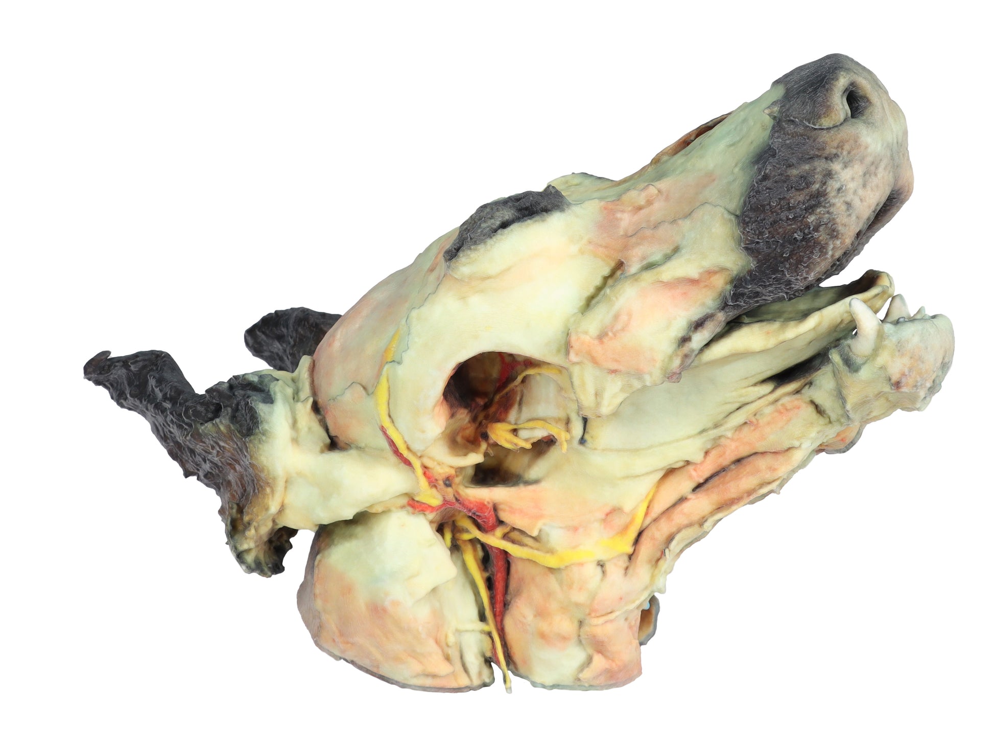 Dog Head with Superficial and Deep Dissections 3D Printed Model