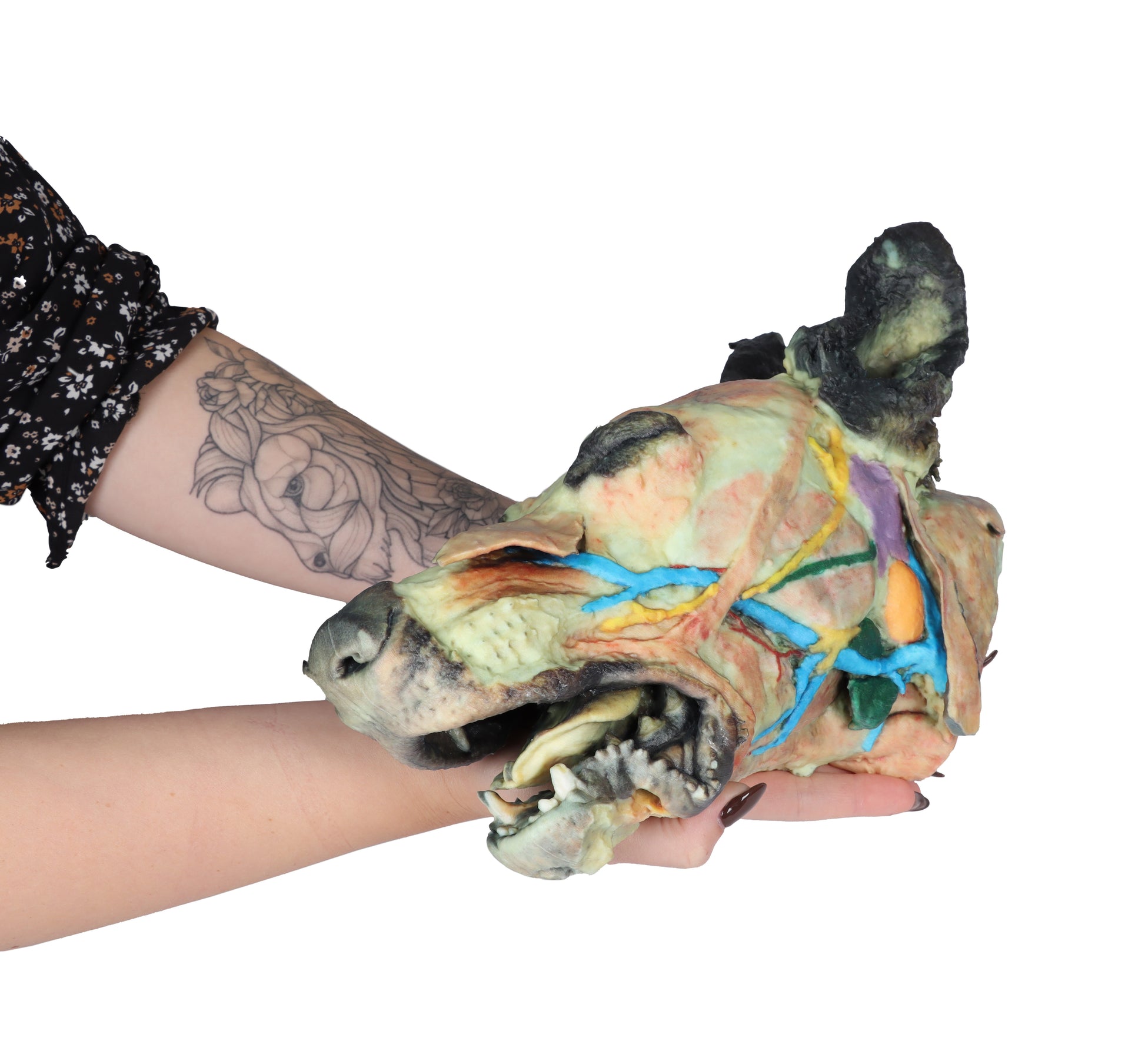 Dog Head with Superficial and Deep Dissections 3D Printed Model