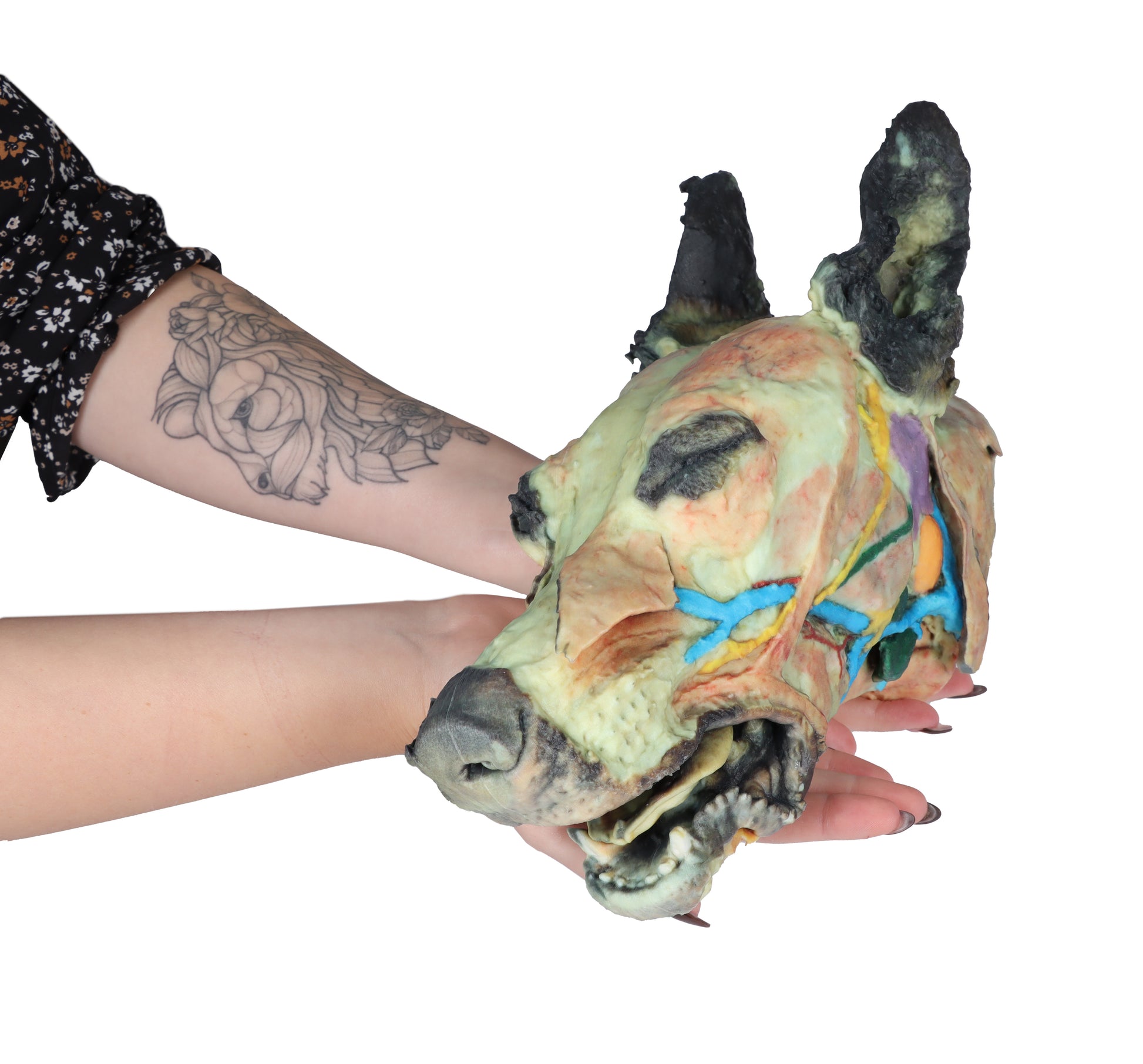 Dog Head with Superficial and Deep Dissections 3D Printed Model