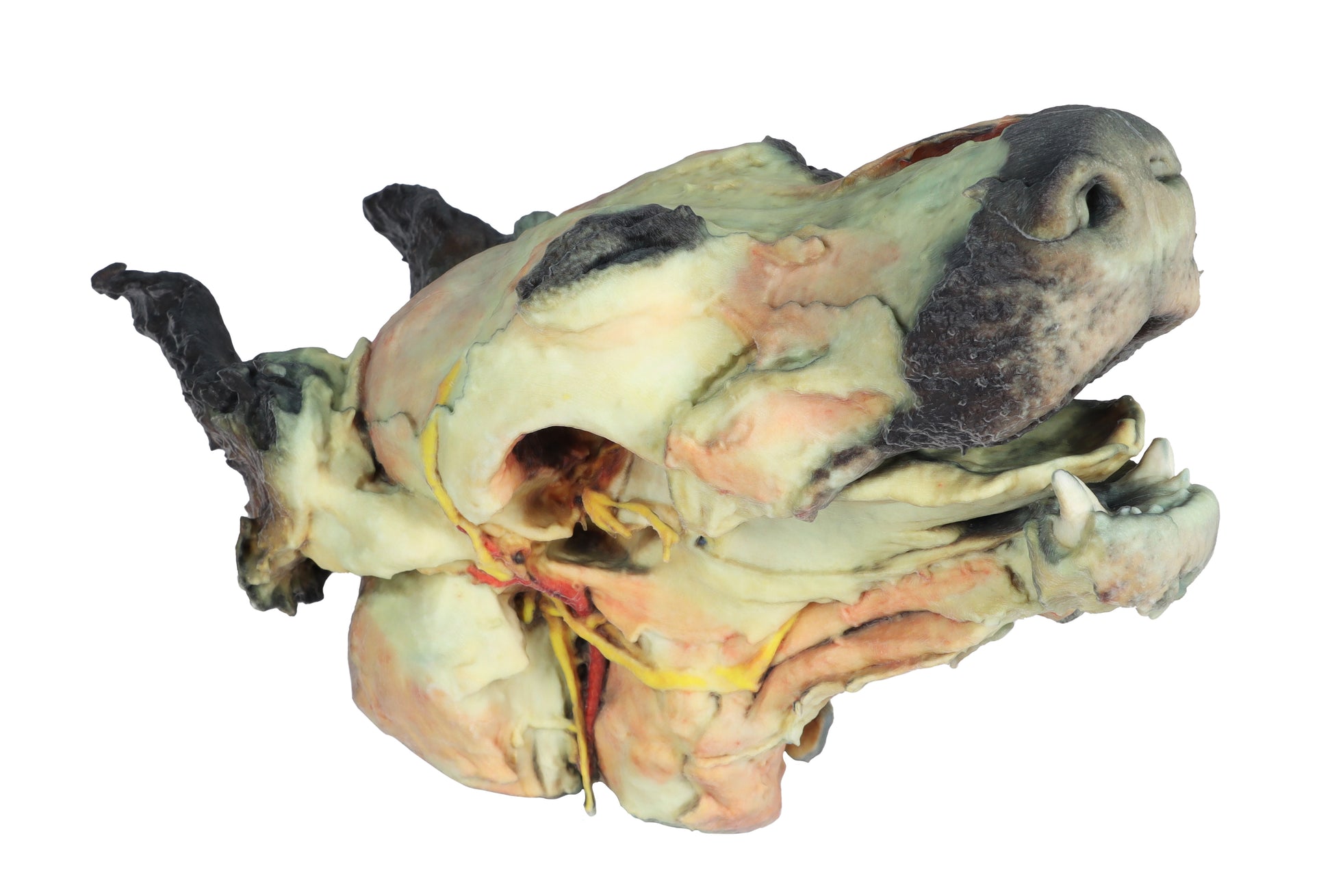 Dog Head with Superficial and Deep Dissections 3D Printed Model