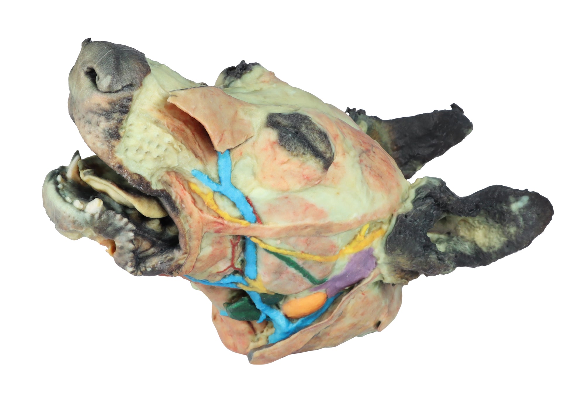 Dog Head with Superficial and Deep Dissections 3D Printed Model