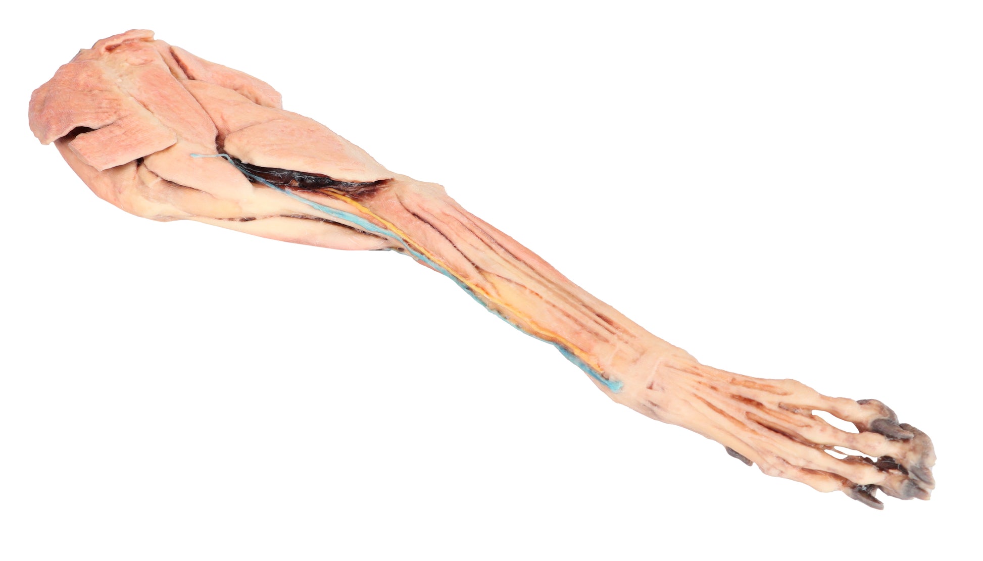 Canine Fore/Hind Leg 3D Printed Model