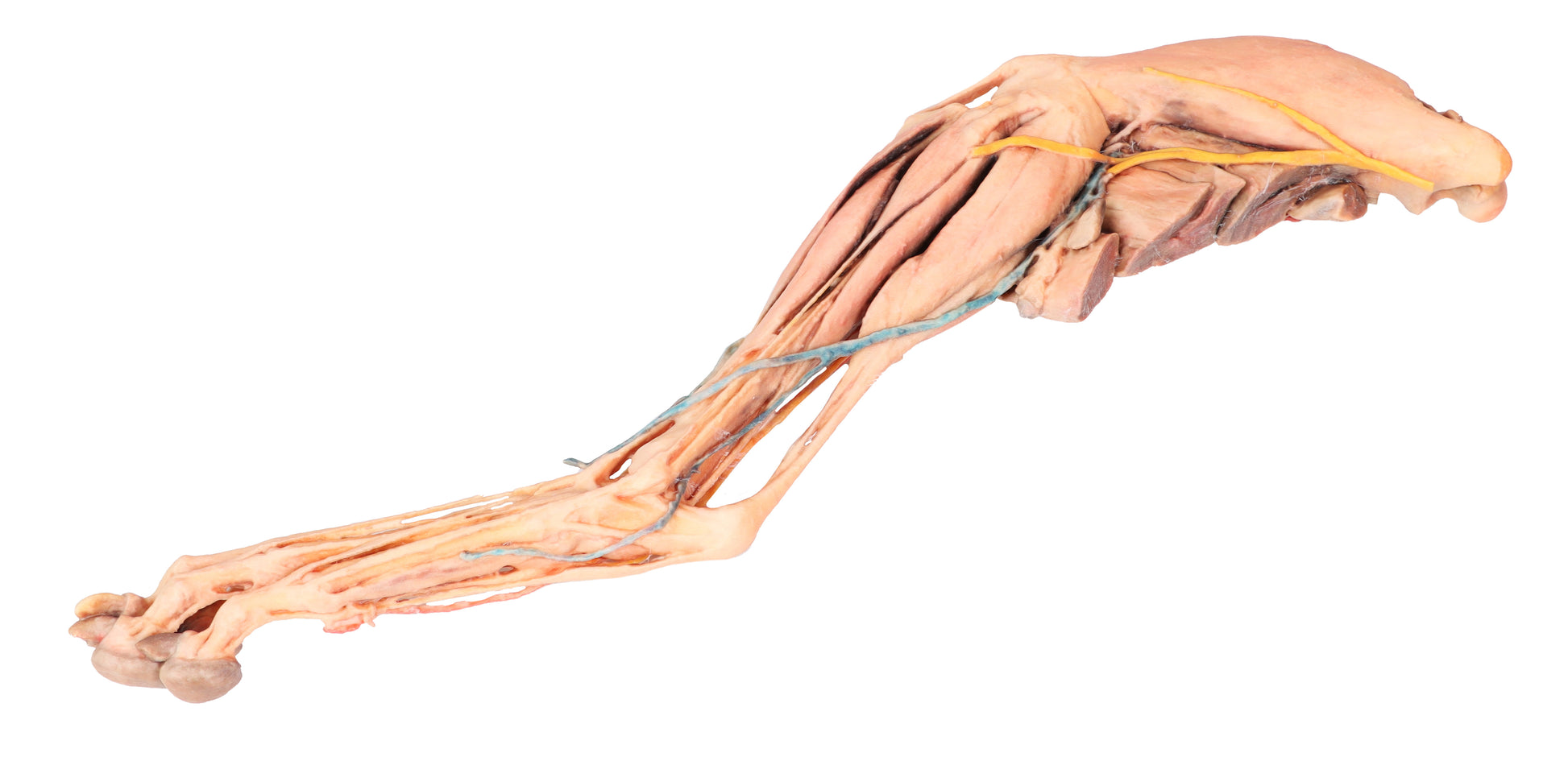 Canine Fore/Hind Leg 3D Printed Model