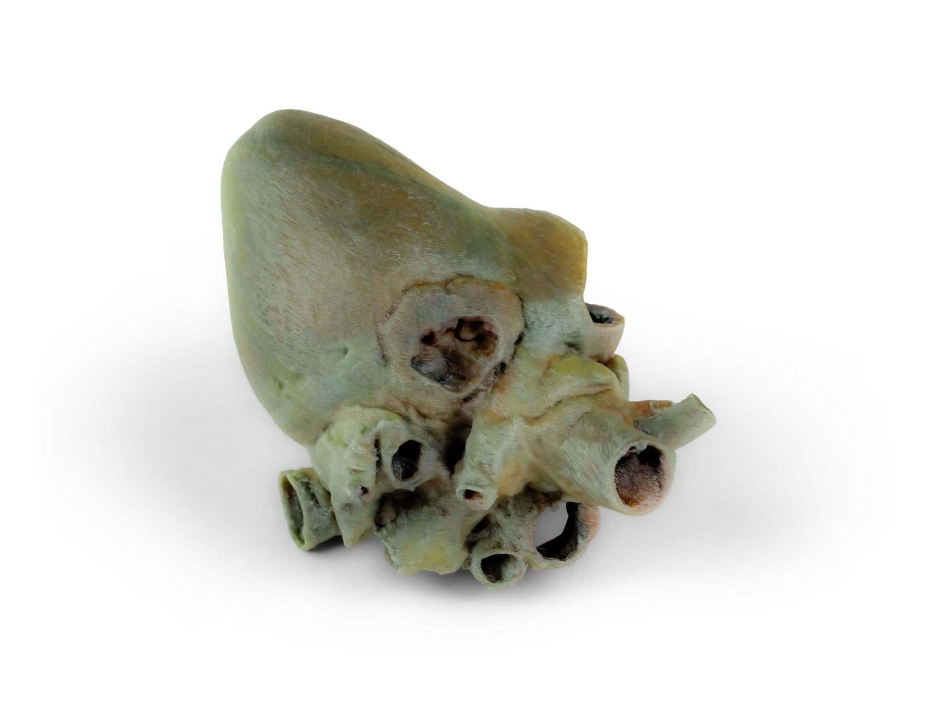 Canine Heart with Dissection 3D Printed Model
