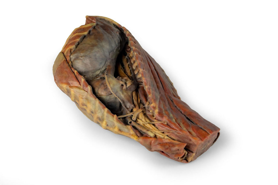 Canine Thoracic Cavity 3D Printed Model