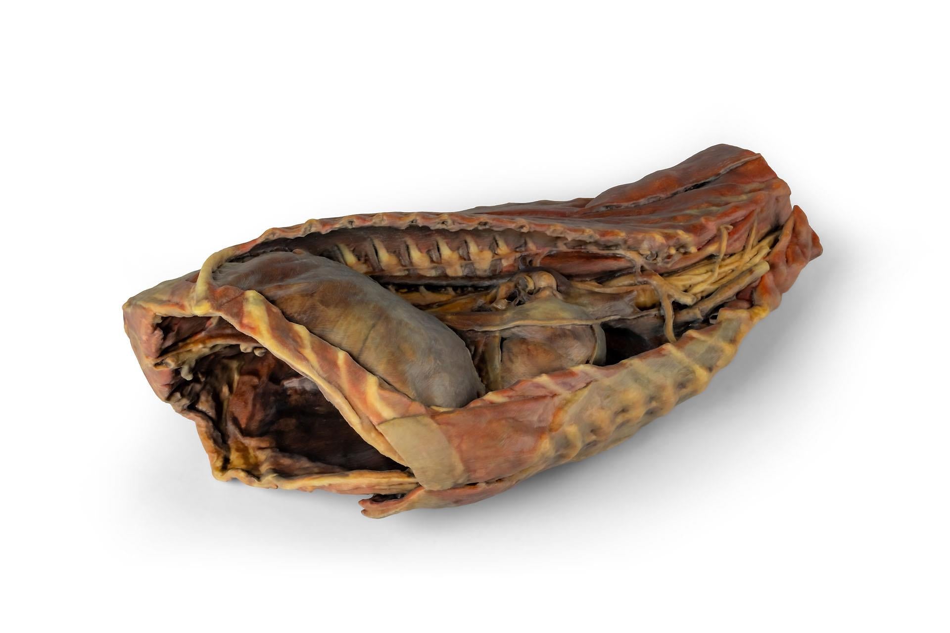 Canine Thoracic Cavity 3D Printed Model