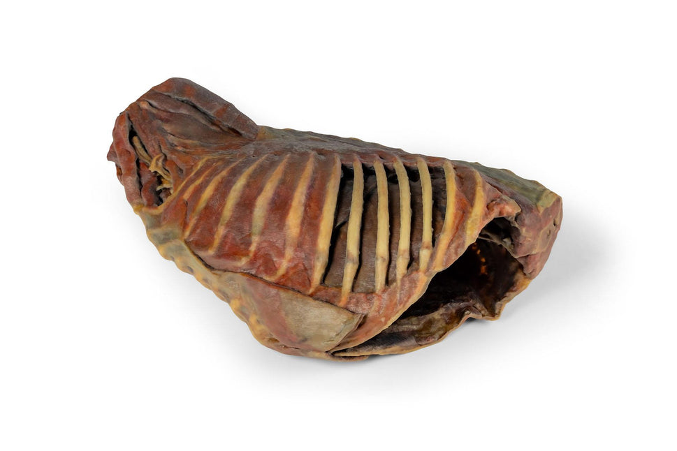Canine Thoracic Cavity 3D Printed Model
