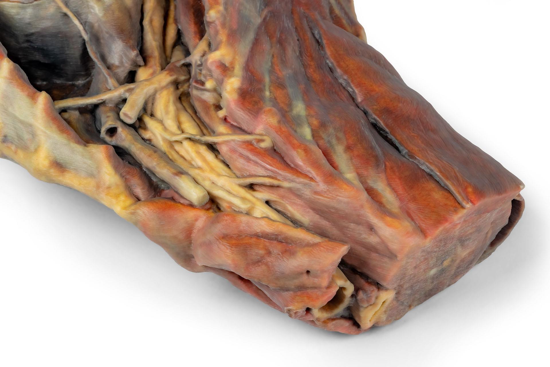 Canine Thoracic Cavity 3D Printed Model