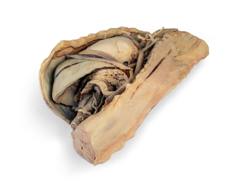 Canine Thoracic Cavity Left Side 3D Printed Model